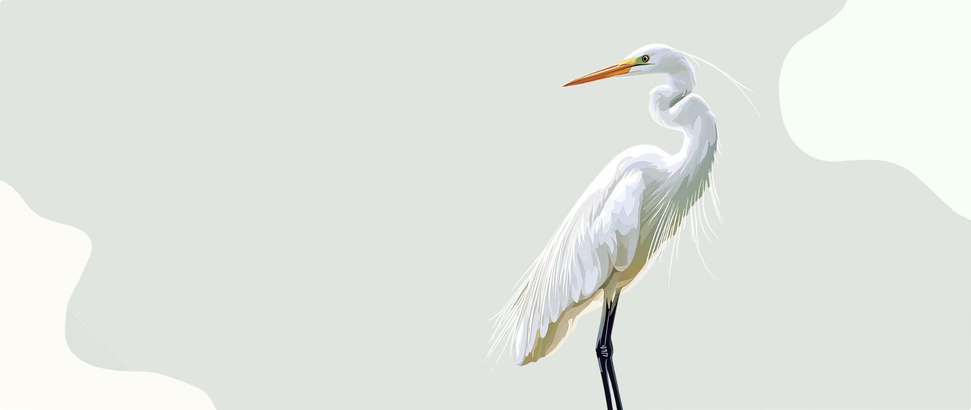 Great Egret in nature