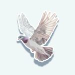 Rock Pigeon Sticker – Urban Gray Bird Decal
