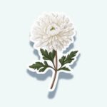Chrysanthemum Sticker – White Floral Botanical Decal