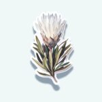 Protea Sticker – White Bloom Botanical Decal