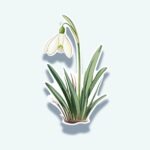 Snowdrop Sticker – Early Bloom White Flower Decal