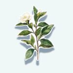 Tea Plant Sticker – White Bloom Botanical Decal