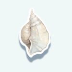Conch Shell Sticker – White Ocean Spiral Decal