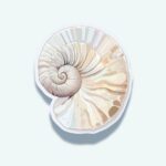Nautilus Shell Sticker – Gray Spiral Ocean Decal