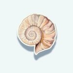 Nautilus Shell Sticker – Orange Spiral Ocean Decal
